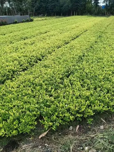 一个角标志的网球拍